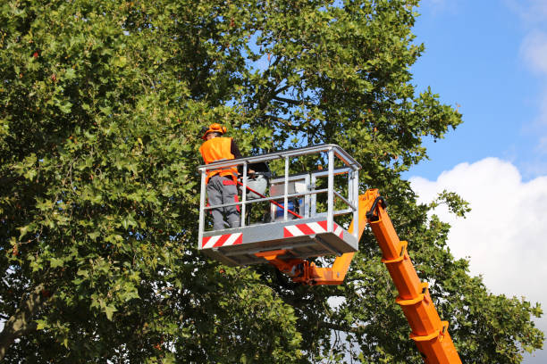 Best Tree Maintenance Programs  in Pryor Creek, OK
