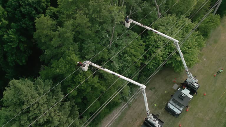 Best Tree and Shrub Care  in Pryor Creek, OK