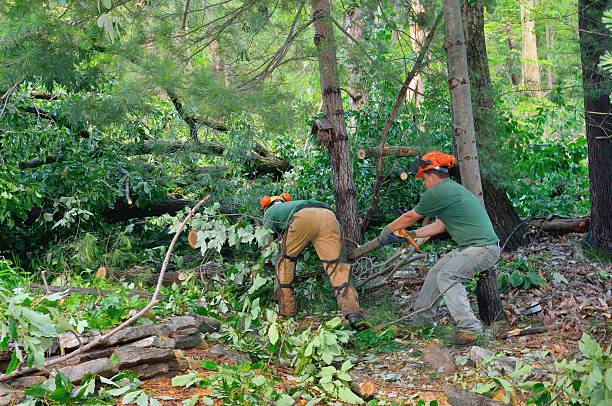 Best Hazardous Tree Removal  in Pryor Creek, OK