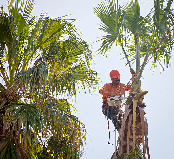 Best Emergency Tree Removal  in Pryor Creek, OK