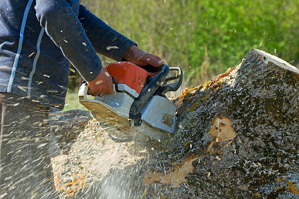 Best Palm Tree Trimming  in Pryor Creek, OK